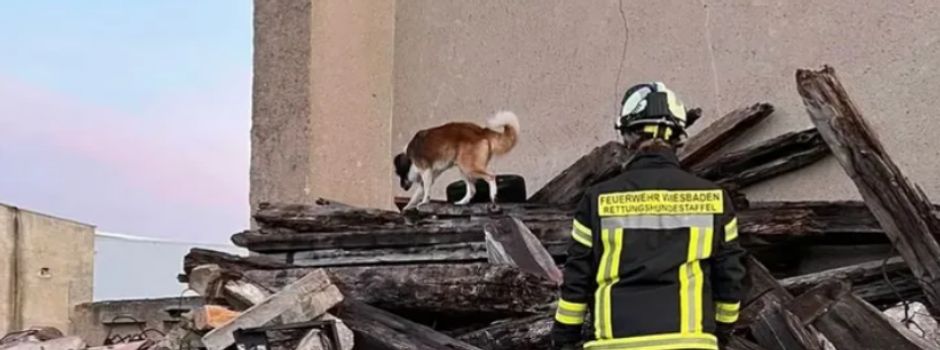 Nach 57 Jahren: Stadt Wiesbaden löst Rettungshundestaffel auf