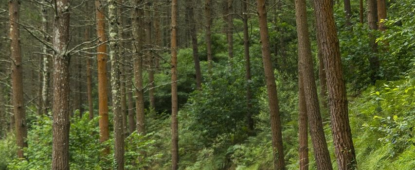 Alljährliche Herbstwanderung OGV Angfeld 