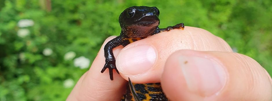 Freiwillige gesucht: Wer sammelt Amphibien an den Schutzzäunen?