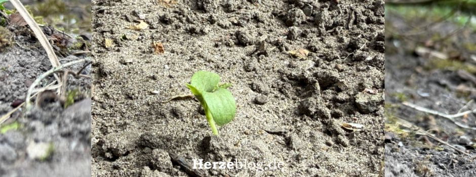 Trockenheit und Grundwasser – Die aktuelle Situation in unserer Region