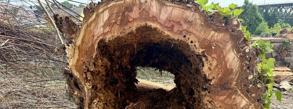 Sicherheitsmaßnahme auf Friedhof Assenheim: Trauerweide entfernt