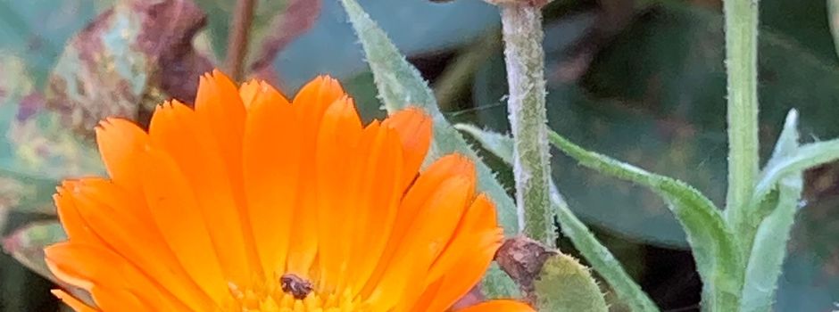 Jahresausklang an der Hütte