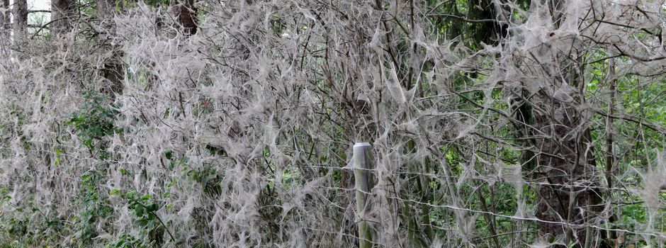 Gespinstmottennester verunsichern Spaziergänger in Mondorf