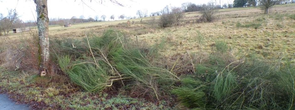 Rückschnitt und Alleezustand
