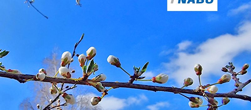 Botanische Wanderung "Knospen"