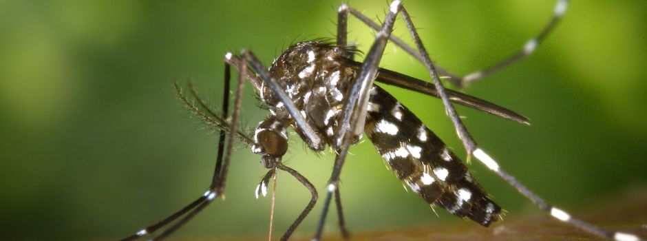 Asiatische Tigermücken erstmals in Wiesbaden gesichtet