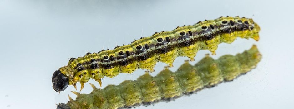 Pflegehinweise für den Friedhof Heiligenbösch