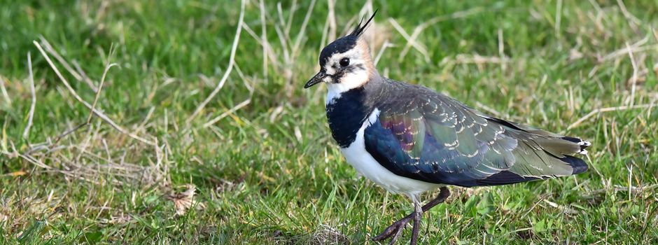 Kiebitz, Kranich & Co.