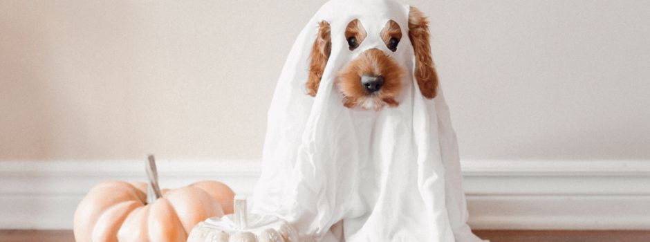 Das geht am Wochenende zu Halloween in Augsburg