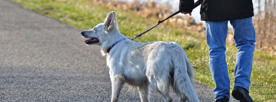 Verbandsgemeinde Rhein-Selz weist Hundebesitzer auf Leinenpflicht hin