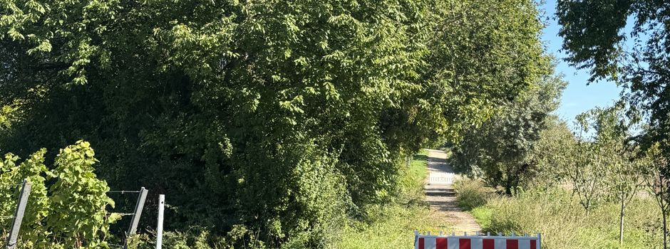 Anstehende Baumfällungen