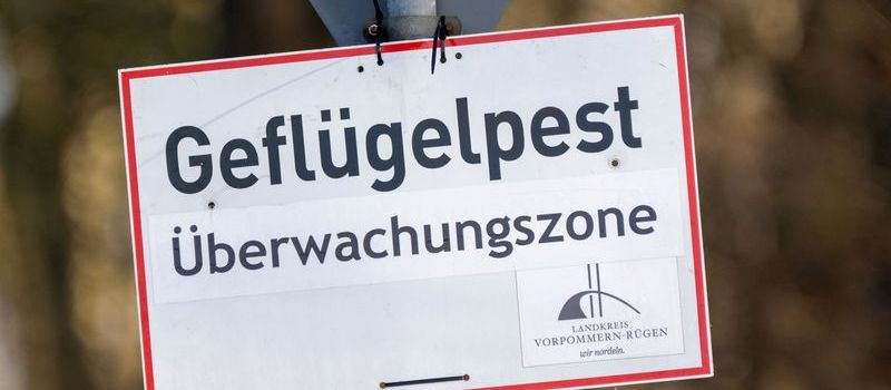 Vogelgrippe in Rheinland-Pfalz: H5N1 bei totem Kranich im Rhein-Hunsrück-Kreis bestätigt