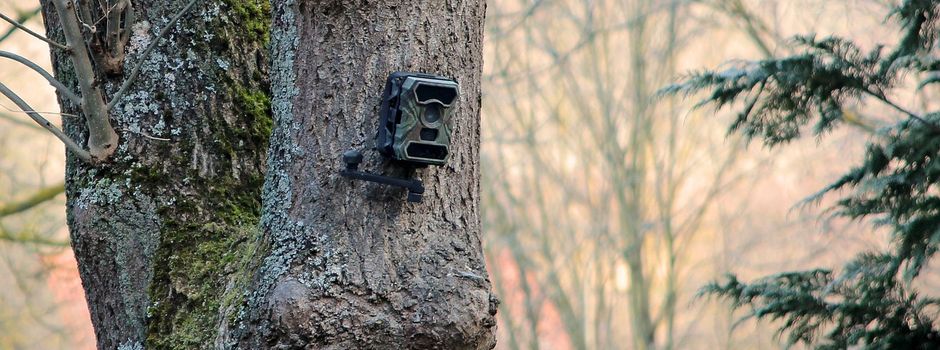 Wildkamera auf dem  Friedhof in Steinfischbach