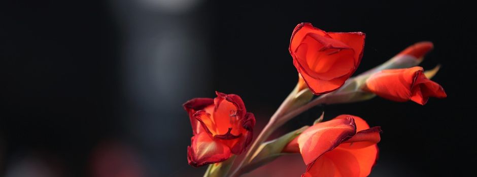 Eröffnung des Memoriam-Gartens in Niddatal-Assenheim