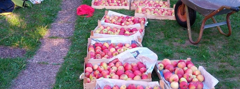 Apfelernte für Groß und Klein