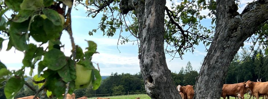 Aktion „Gelbes Band“ – Ernten erlaubt! 🍎🍐
