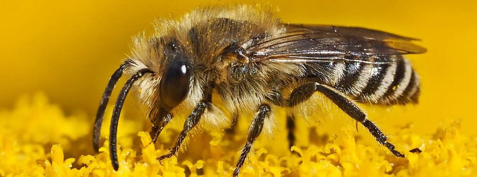 Insektenhotel für Reichensachsen