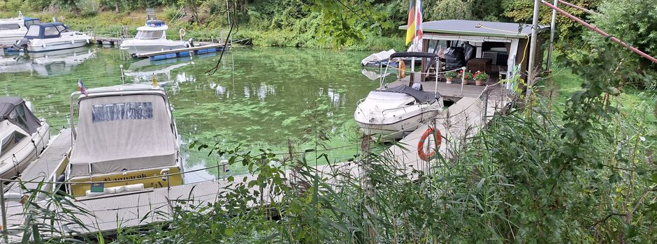 Algen im Geesthachter Hafen: Bitte besonders auf Hunde achten