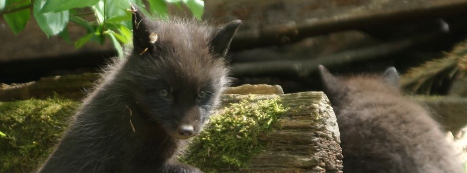 Acht Fuchswelpen in Wiesbadener Fasanerie geboren