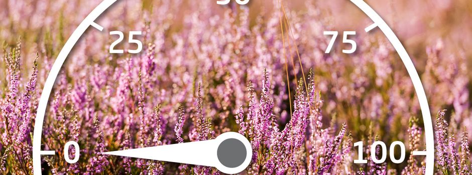 Heideblütenbarometer im „Netz“
