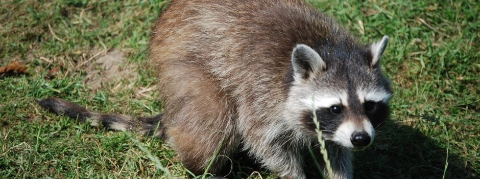 Waschbär im Dorfgebiet gesichtet