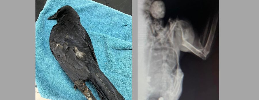 Erschossene Krähe in Mainz gefunden