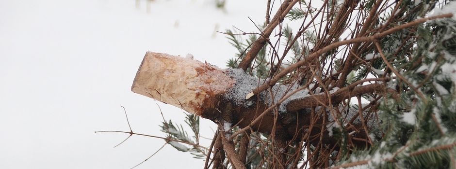 Weihnachtsbaumentsorgung am 9.1.2026