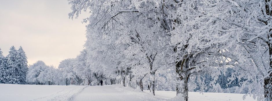 Schneemengen auf Bäumen können gefährlich sein