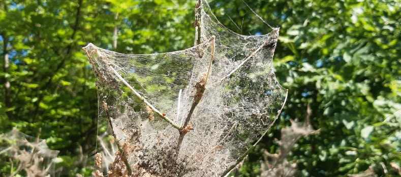 Seltsame „Spinnweben“ an Sträuchern in Mainz: Bürger kontaktieren Stadt