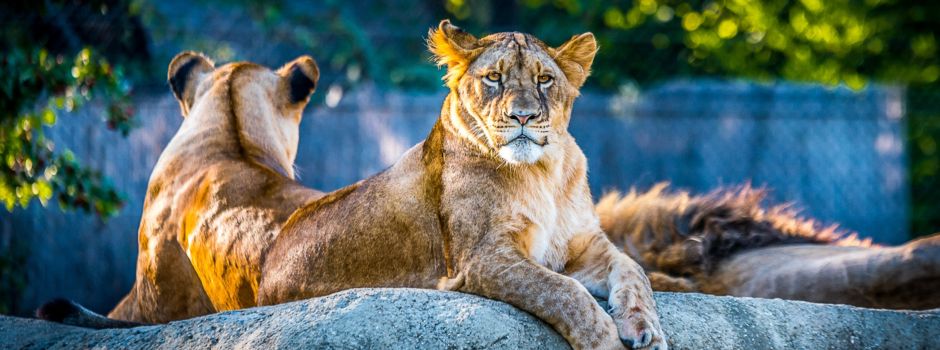Es wird wild bei der Dschungelnacht im Zoo