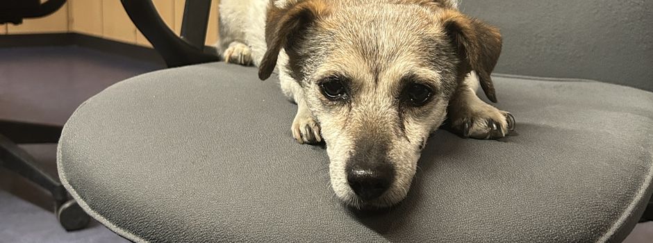 Nacht-Einsatz in Bingen: Wer vermisst diesen Hund?