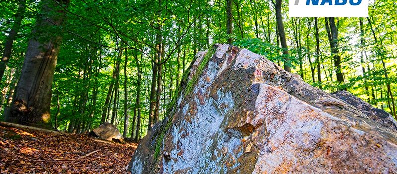 Einladung zu einem „Wald und Stein“ Spaziergang