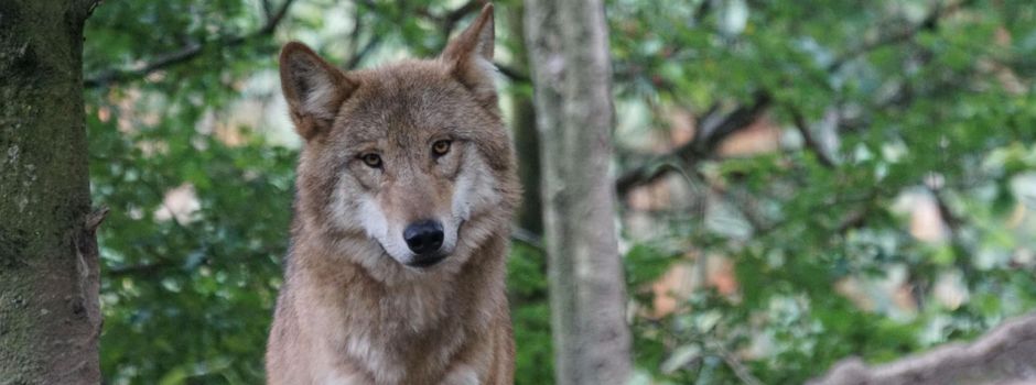 Wölfe bald zum Abschuss freigegeben? Das plant die Landesregierung