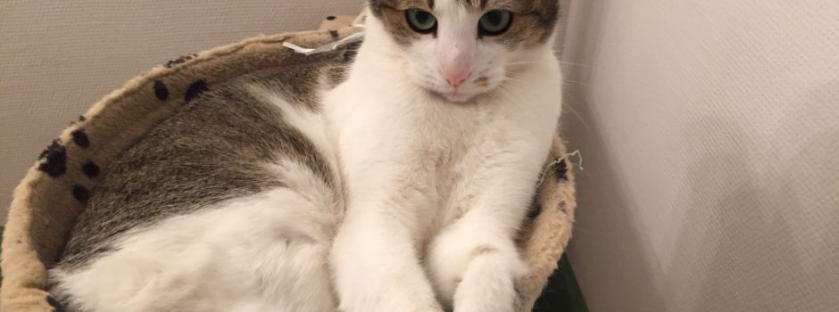 Weltkatzentag: Die schönsten Tiere aus Mainz und Rheinhessen