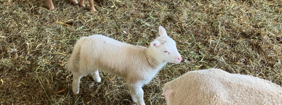 Landfrauen #MINIS auf dem Heinrich-Hof