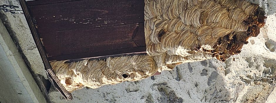 Riesiges Hornissennest am alten Spritzenhaus in Obermörsbach