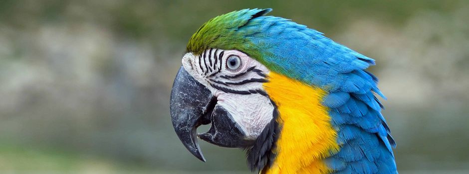 Papagei löst Polizeieinsatz in Bad Kreuznach aus