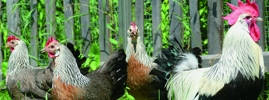 Vogelgrippe im Wetteraukreis