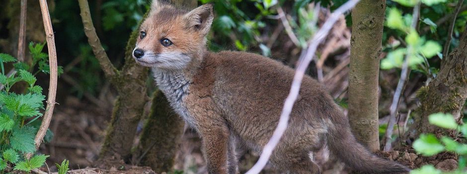 Christine's Naturfüchse