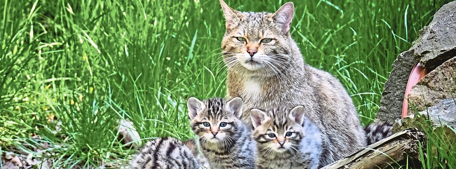 BUND sucht Helfer für Wildkatzenprojekt