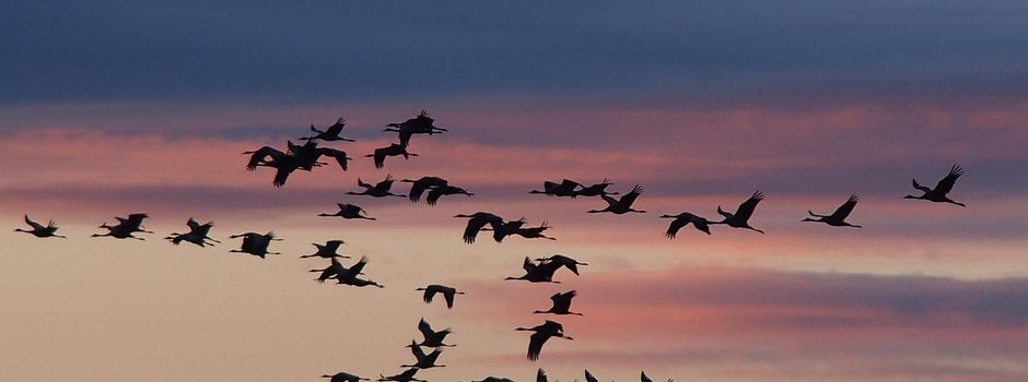 Aktuelle Lage Vogelgrippe im Landkreis Schaumburg