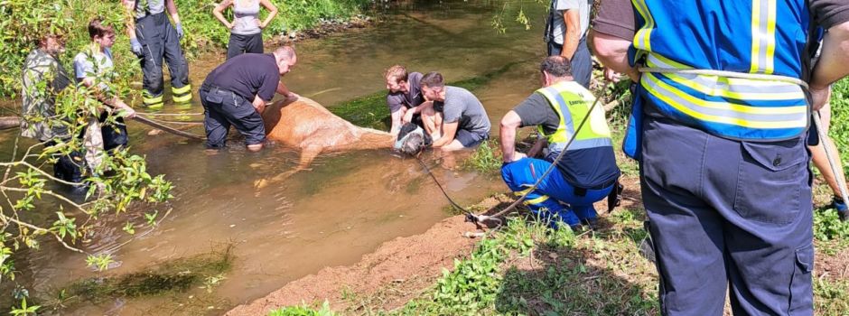 Feuerwehr rettet entkräftetes Pferd aus Bach bei Bretzenheim