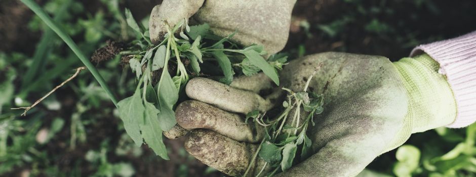 Hinweis zum Verbot von Salz- und Giftmitteln als Unkrautvernichter auf Gehwegen