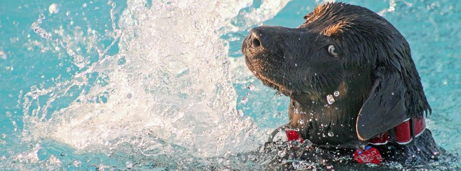 Hundeschwimmen im Freibad Empelde