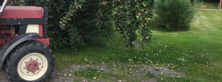 Richtigstellung zur Obsternte auf Gemeindeflächen