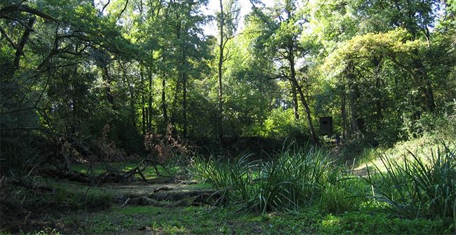 Brennholz aus dem heimischen Wald: Bestellfrist in Oppenheim endet in Kürze
