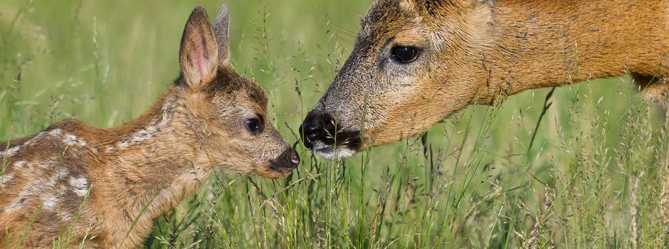 Wildtierkundlicher Spazierung mit den Garstedter Jagdpächtern