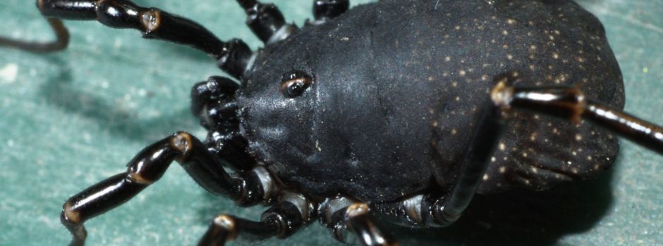 Neue Spinnenart in Rheinhessen: Bald auch in Mainz auf Vormarsch?