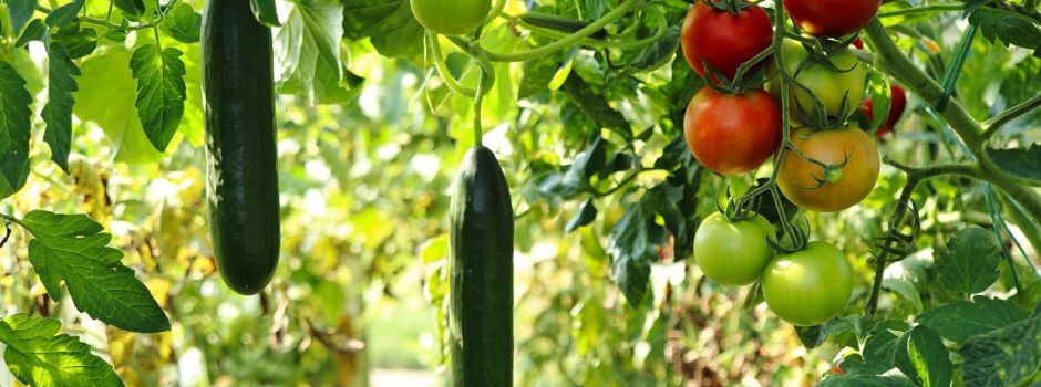 🪴🌺Einladung Pflanzenflohmarkt 🌱🍅