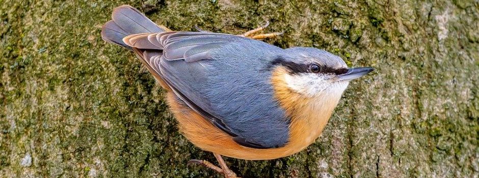 Einladung zur Jahreshauptversammlung